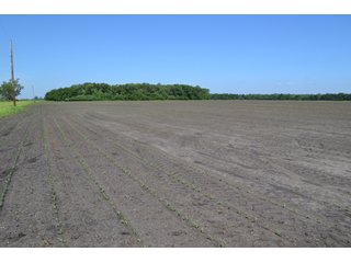 <b>PRICE REDUCED: $5,900 per acre</b><br>
This property offers productive tillable land along with two wooded areas.  Much of the larger woods near the road is on a ridge.  Investigate this area for a potential beautiful homesite as well as for hunting and recreational opportunities. <br>
<b>156.9+/- </b>Total Acres | <b>145.83+/-</b> Tillable Cropland Acres per FSA | <b>10+/-</b> Wooded Acres - 156.9+/- Acres For Sale - Cropland, Woods for Hunting/Recreational & Potential Building Sites